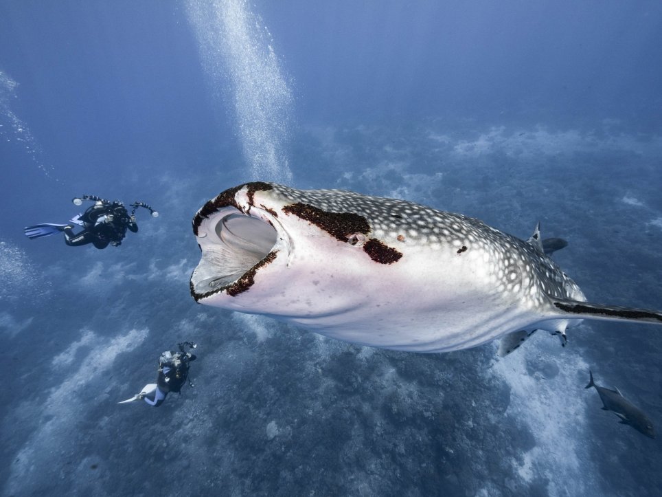Kỳ thú cảnh thợ lặn “sắp" bị cá mập voi nuốt chửng Ky-thu-buc-anh-tho-lan-suyt-bi-ca-map-voi-nuot-chung-pri_74964017-1562658534-width964height723