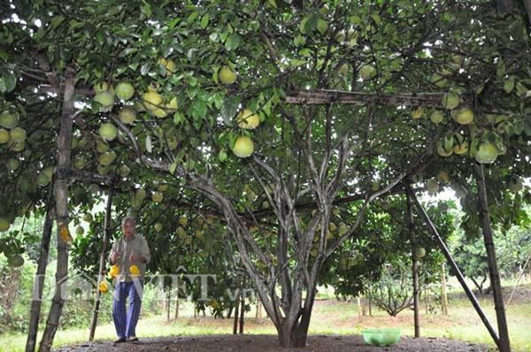 Những cụ cây vàng ròng: Trĩu trịt hàng trăm trái, thu về cả "gia tài" Nhung-cu-cay-vang-rong-Triu-trit-hang-tram-trai-thu-ve-ca-cucaynghinquaquynhuvang9999chothuvehangchuccayvang-1575533679-width600height398