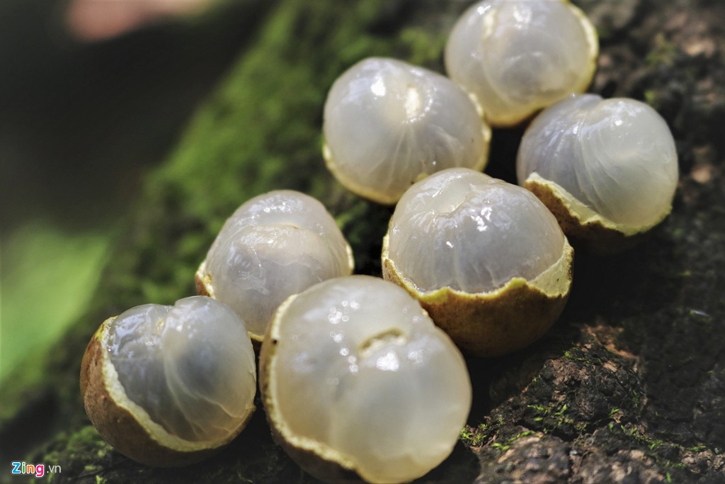 Những cụ cây vàng ròng: Trĩu trịt hàng trăm trái, thu về cả "gia tài" Nhung-cu-cay-vang-rong-Triu-trit-hang-tram-trai-thu-ve-ca-vaito11_zing-1575534568-width1024height683