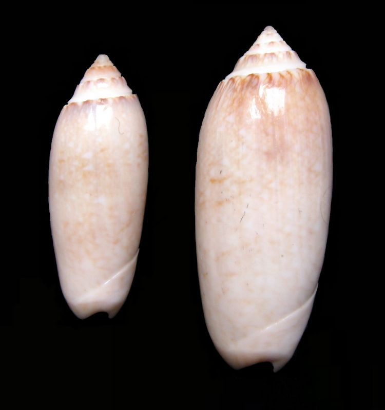 Americoliva sayana f. citrina (Johnson, 1911) - Worms = Americoliva sayana (Ravenel, 1834) Olisaycit22
