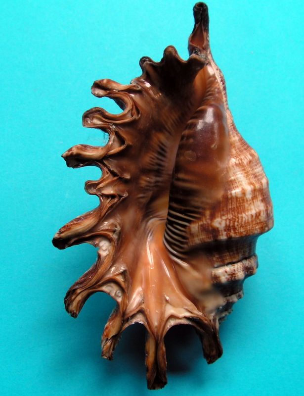Strombidae Ophioglossolambis digitata - (Perry, 1811)  Lammilfre11