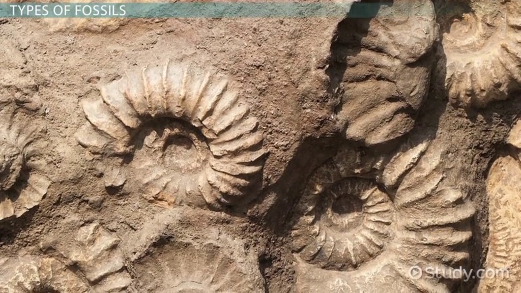 Fosili - Page 2 Fossil-definition-types-characteristics-examples_123674