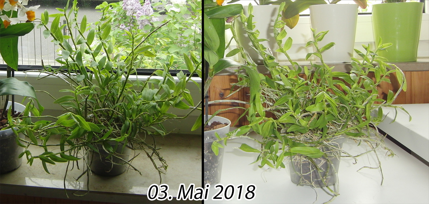 Dendrobium loddigesii 2018-05-03-loddigesii01