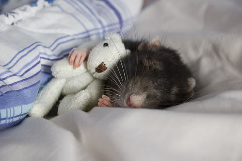 Ratten und Mäuse Ratte