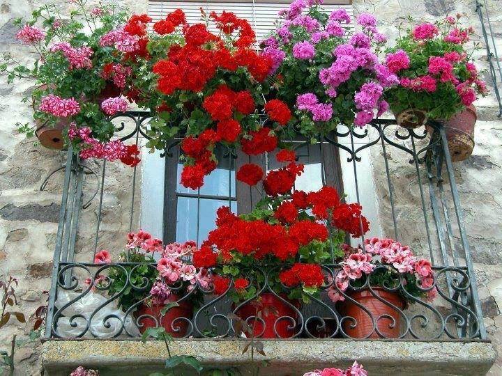 VENTANAS Y JARDINES DECORADAS - Página 9 5652b042c15fd