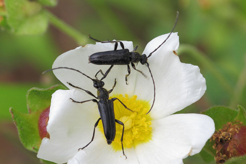 [identificado] Stenurella nigra? Opt1375118082g