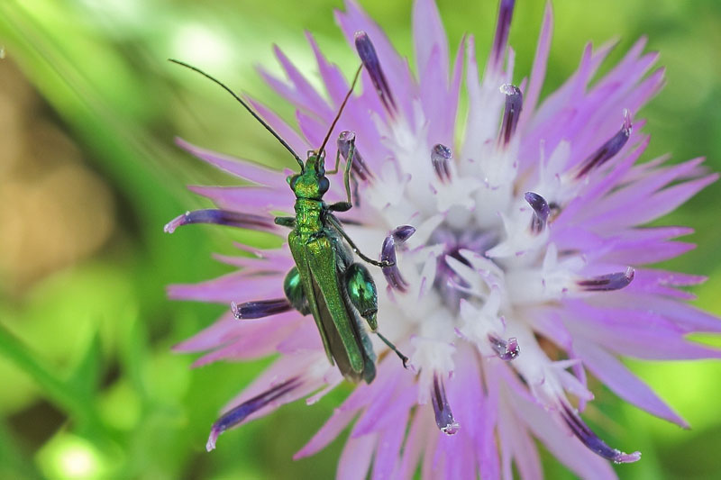 Oedemera vol.2 Bwy1368637082m