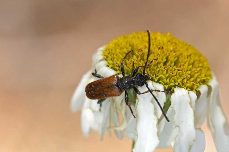 [identificado] Coleópteros para identificar Rgh1369416623y