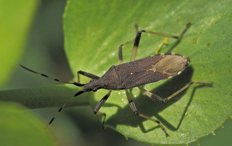 [identificado] Dicranocephalus Bwy1363895022d