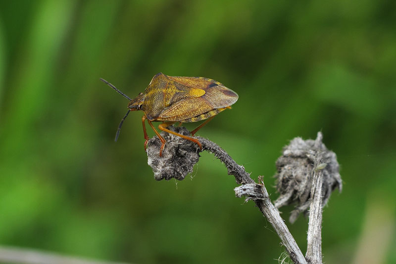 Carpocoris fuscipinus?? Cqs1358886522u