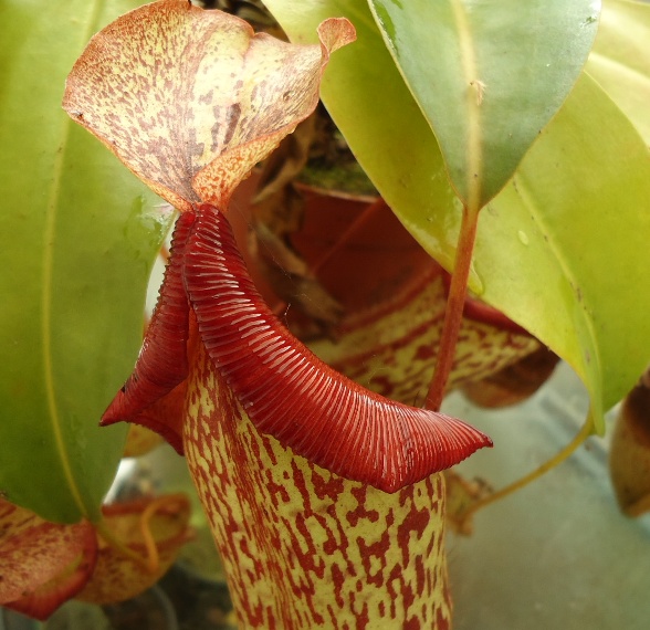 Mis Nepenthes - Tuuagso - Página 9 Jdv1348719211a