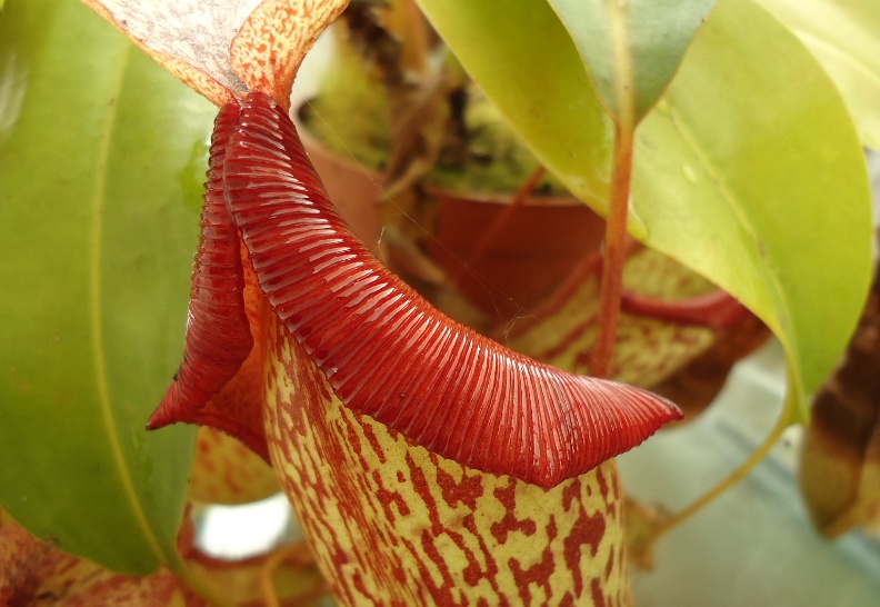 Mis Nepenthes - Tuuagso - Página 9 Jdv1348719339h