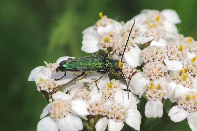 Oedemera vol.2 Bfi1360786332b