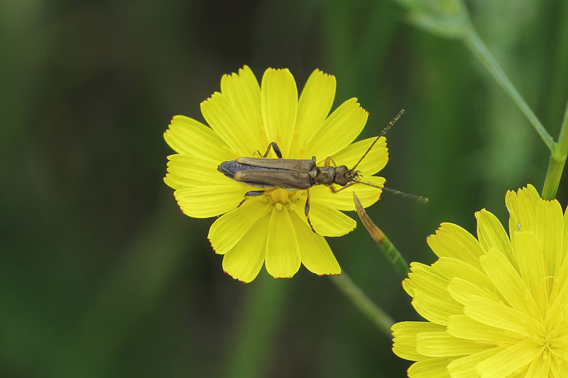 Oedemera vol.2 Bfi1360786482d