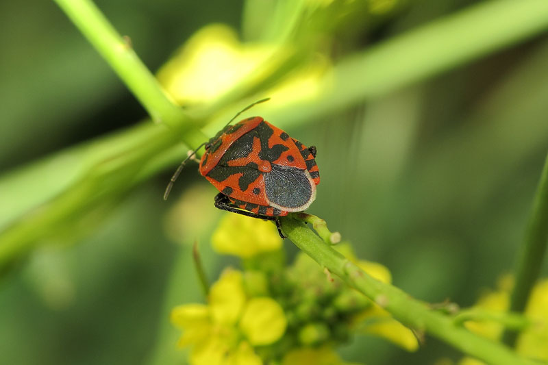 [identificado] Eurydema ventralis para confirmar Bwy1361049354s