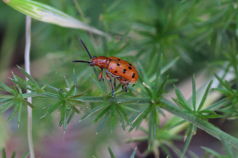 [identificado] Crioceris duodecimpunctata Cqs1360782315l