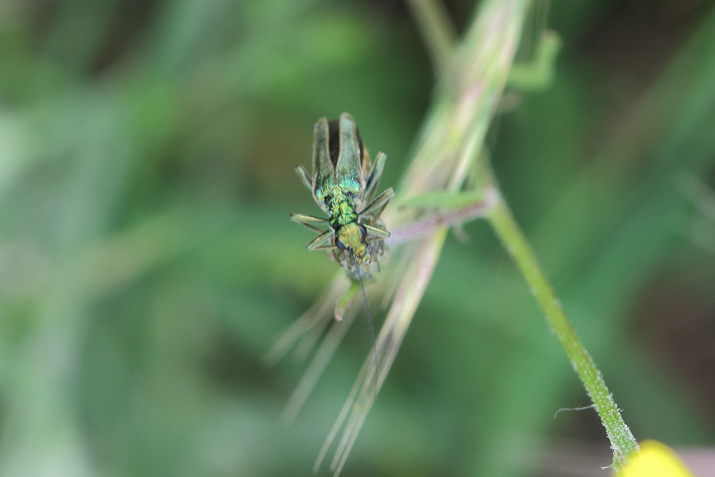 Oedemera vol.2 Cqs1360786081u