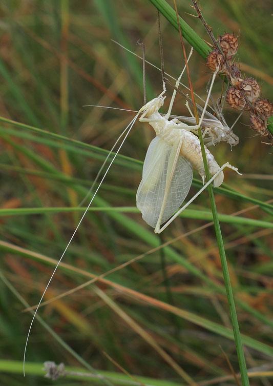 [identificado] Orthoptera Arx1371571653x