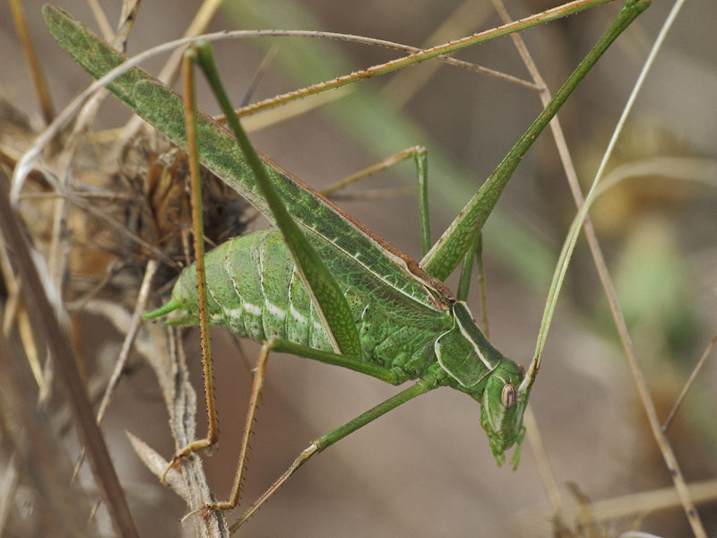 [identificado] Orthoptera Bwy1371490880v