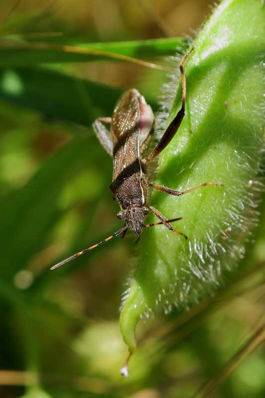 [identificado] Alydus calcaratus? Cqs1370282392q