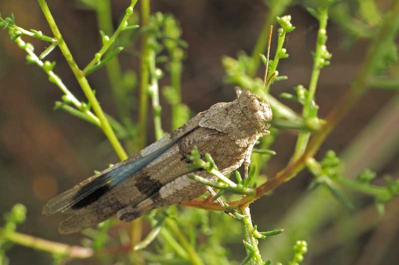 [identificado] Orthoptera Opt1371059536e