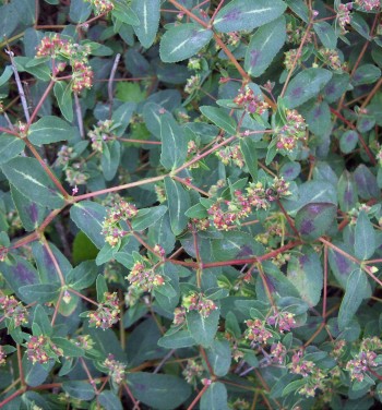 Euphorbia nutans 5385a904daa19