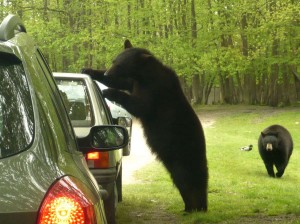 Une petite fille mordue par un dauphin  Thoiry-ours-voiture-300x224