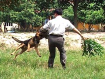 sơ cứu khi bị dog cắn Chocan_2