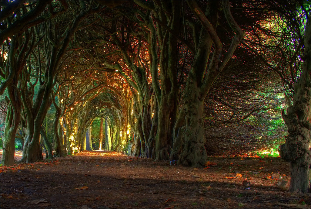 HOÀNG HÔN LẶNG LẺ Tree-Tunnel-Meath-Ireland