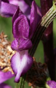 orchis laxiflora X_laxiflora_3_s