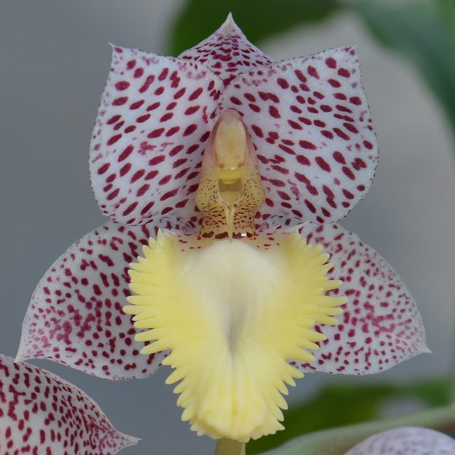 Catasetum tigrinum Ctsm_Dentigrianum