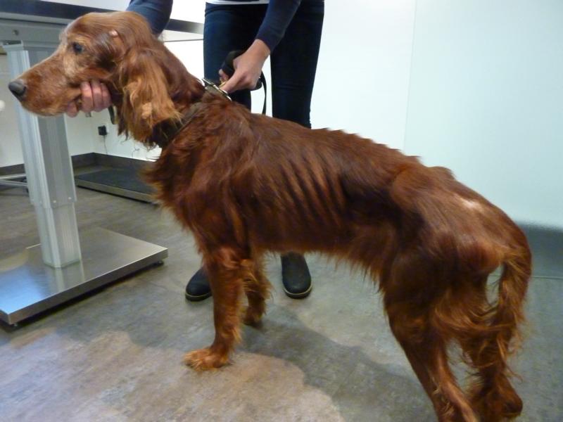 Irish Setter Gentleman DUKE - Zuhause gefunden! Ducke_446