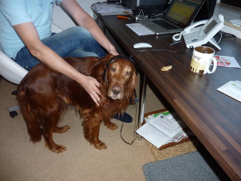 Max - ein lustiger Irish Setter-Bube - vermittelt! Max_20694