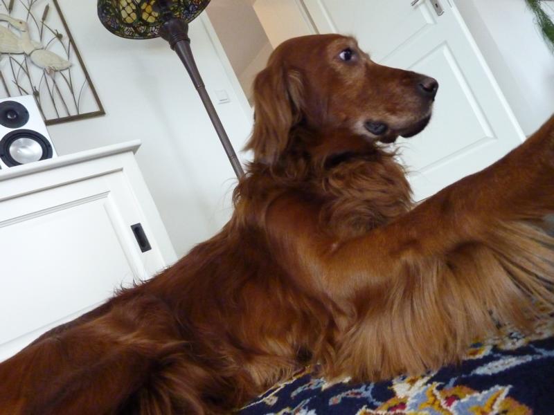 Max - ein lustiger Irish Setter-Bube - vermittelt! Max_20712