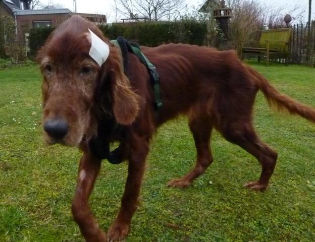 Irish Setter Gentleman DUKE - Zuhause gefunden! P1030497