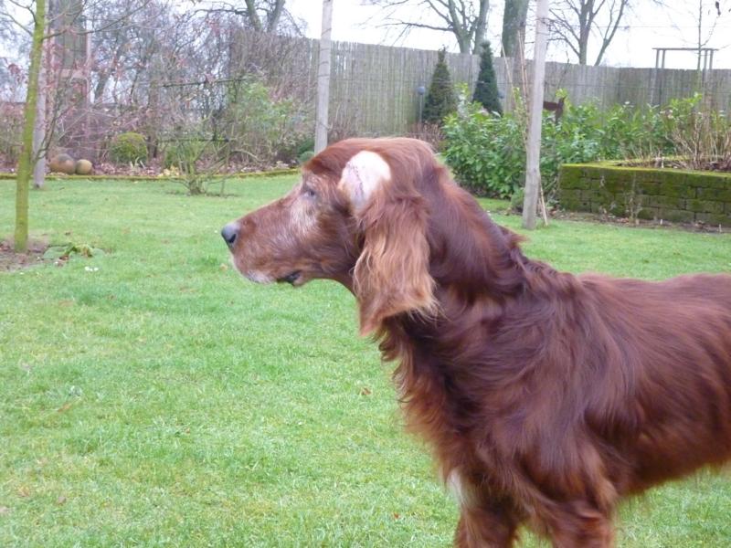 Irish Setter Gentleman DUKE - Zuhause gefunden! P1030523