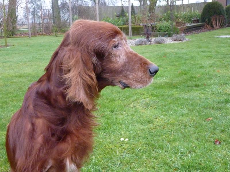 Irish Setter Gentleman DUKE - Zuhause gefunden! P1030525