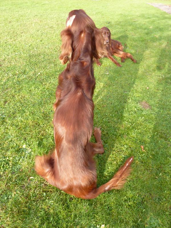 Irish Setter Gentleman DUKE - Zuhause gefunden! P1030555