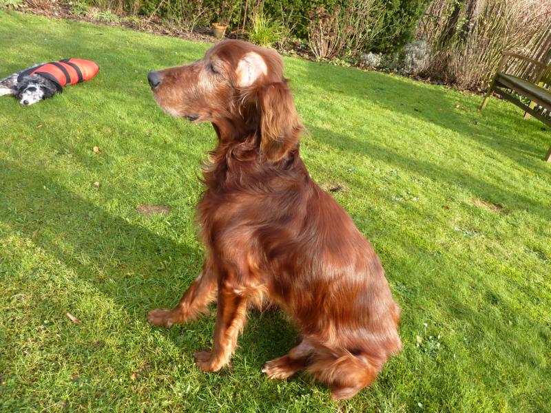 Irish Setter Gentleman DUKE - Zuhause gefunden! P1030556