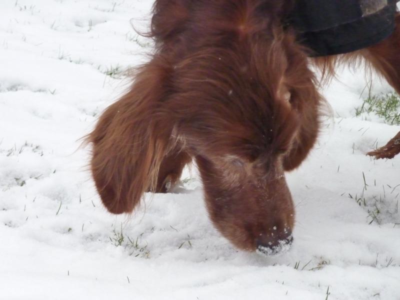 Irish Setter Gentleman DUKE - Zuhause gefunden! P1030599