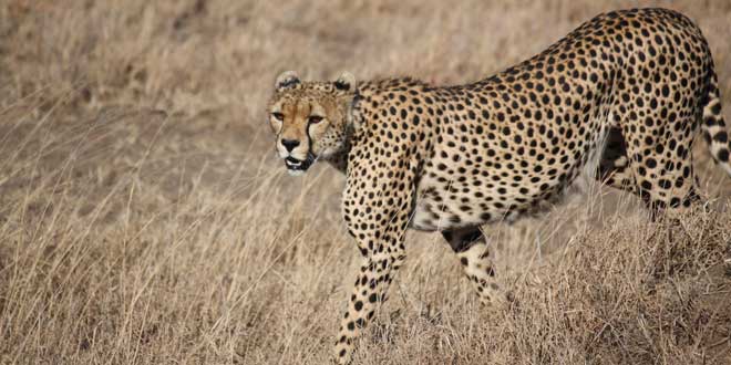 Los animales más veloces Guepardo-orgulloso2