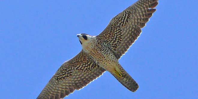 Los animales más veloces Halcon-vuelo