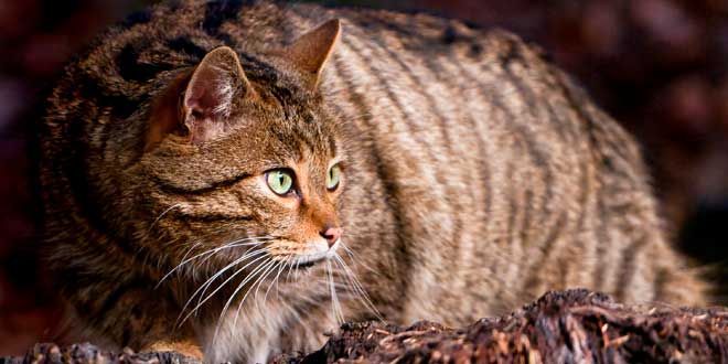 ¿Tienen los gatos un sexto sentido? El-sexto-sentido-de-los-gatos