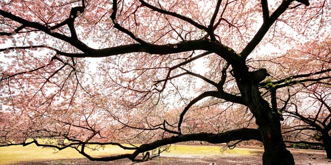 Sakura, la flor del cerezo y su simbología Cerezos-en-flor