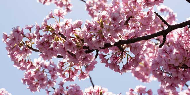 Sakura, la flor del cerezo y su simbología Flores-de-cerezo