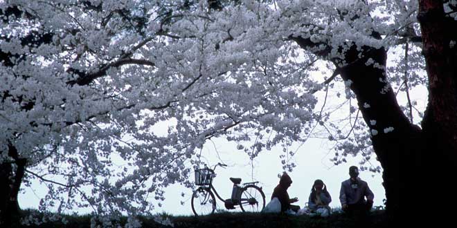 Sakura, la flor del cerezo y su simbología Fotograf%C3%ADa-flores-de-cerezo-familia