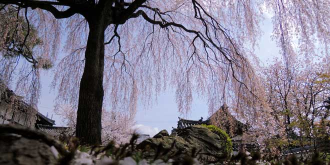 Sakura, la flor del cerezo y su simbología Torre-de-la-primavera