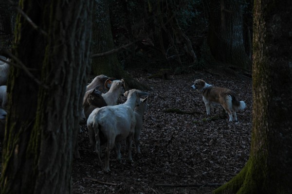 Clymens et les moutons Acte I:la rencontre 39