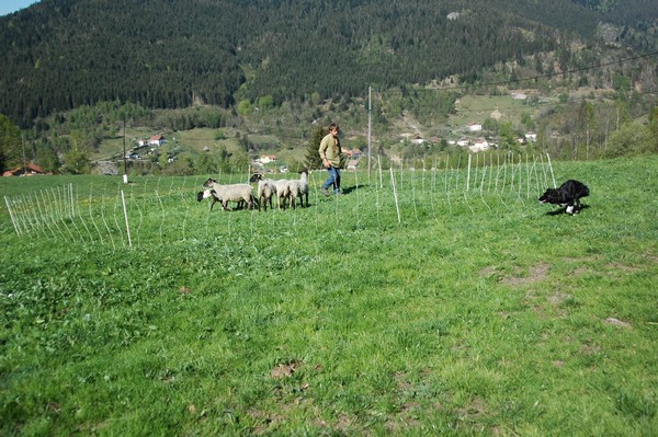 Stage troupeau chez Christophe 16