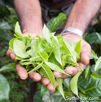 வாங்களேன் ............ஒரு கப்  'டீ'   சாப்பிடலாம்  Tea-Leaves-Picked